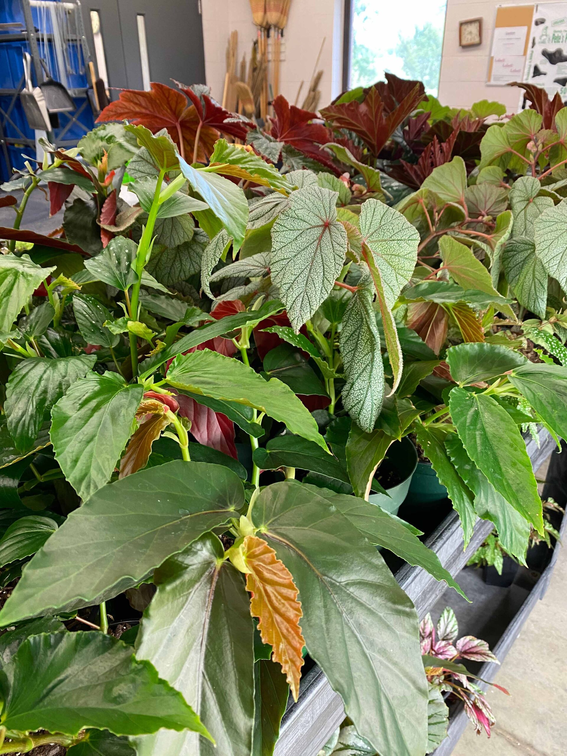 Picture of fresh begonias