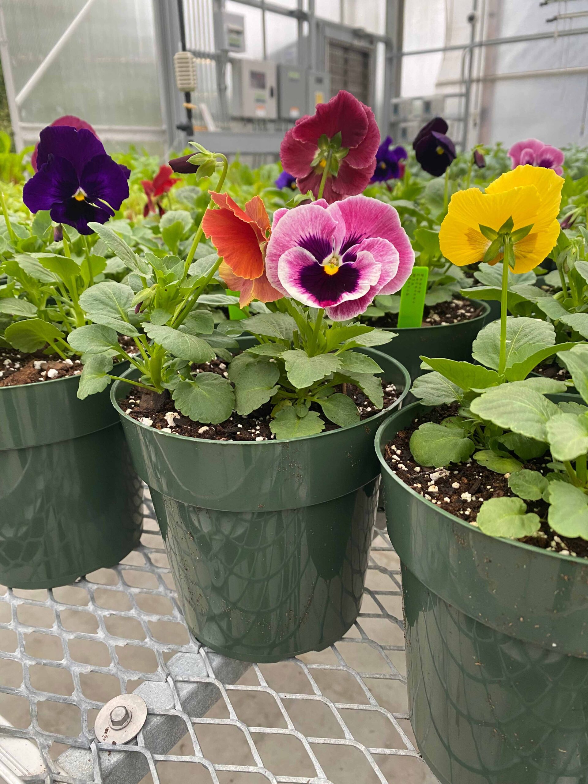 Picture of Pansy flower pots variety.