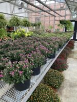 Fall Plant Sale Mums