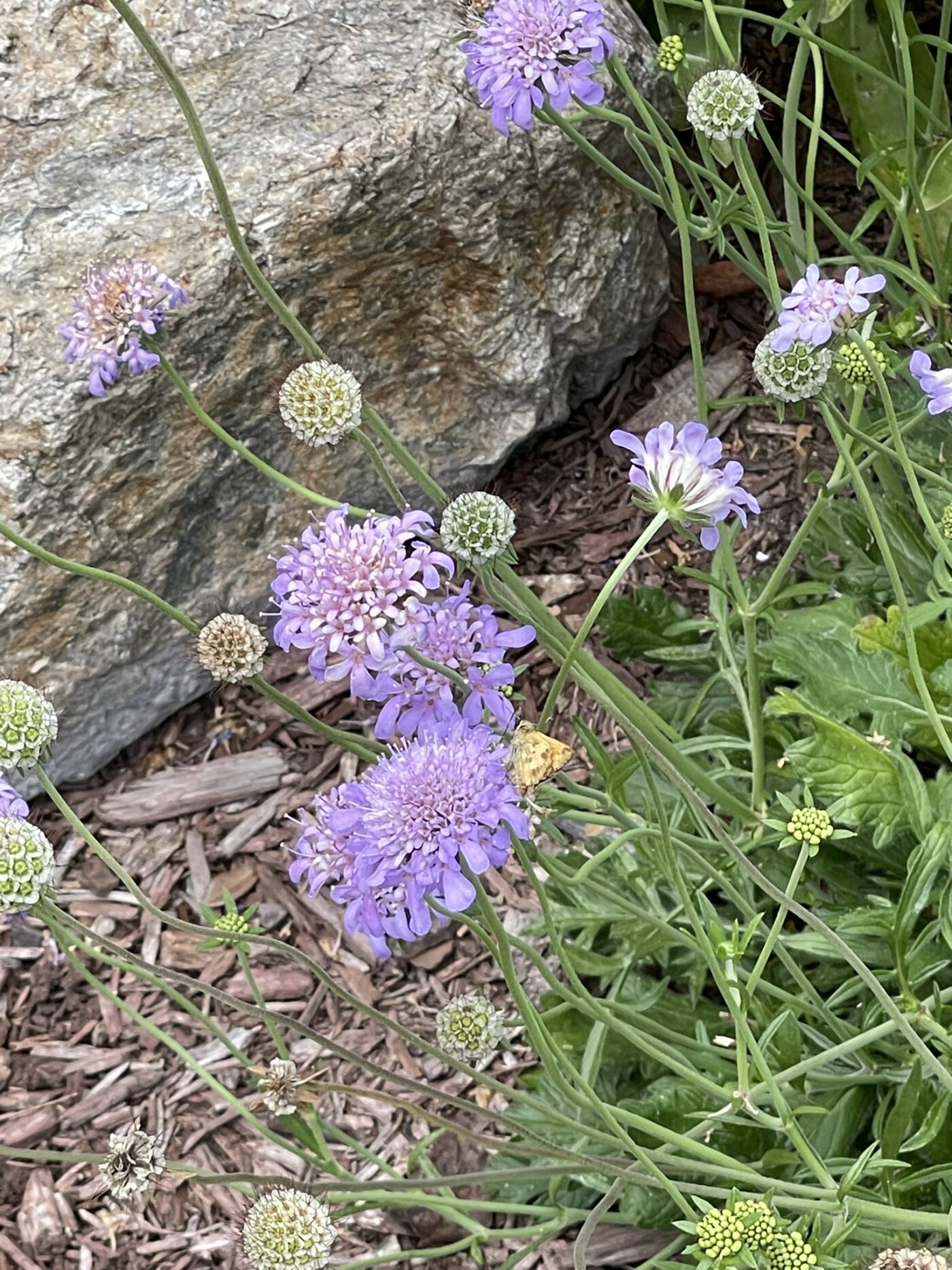 A close up of a plant with purple flowers and a moth on it.